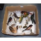 A GOOD COLLECTION OF 19TH CENTURY TAXIDERMY BIRDS in various forms and sizes. Largest 18 cm x 18 cm.