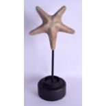 AN EDWARDIAN TAXIDERMY STAR FISH upon a later stand. Starfish 22 cm x 22 cm.