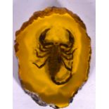 A SCORPION SPECIMEN, set in amber type naturalistic slab. 11 cm x 8.5 cm.