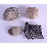 THREE EARLY FOSSILS. (3)