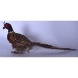 A TAXIDERMY PHEASANT, modelled standing. 54 cm wide.