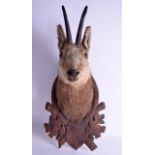 A GOOD 19TH CENTURY BAVARIAN BLACK FOREST TAXIDERMY MOUNTAIN IBEX upon a wooden shield. 62 cm x 28 c