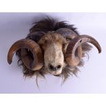 A CHARMING VICTORIAN TAXIDERMY RAMS HEAD WALL HANGING by James Kirby, Market Street, Ulverston. 36 c