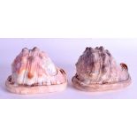 A PAIR OF 19TH CENTURY ITALIAN NAPLES CARVED CONCH SHELLS. 12 cm x 9 cm.
