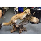 A GOOD FOX AND PHEASANT TAXIDERMY GROUP, modelled in battle upon a naturalistic base. 108 cm wide.