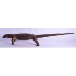 A LATE 19TH CENTURY TAXIDERMY SALAMANDER LIZARD of naturalistic form. 87 cm long.