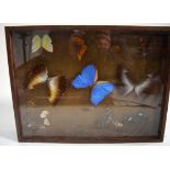 A CASED BUTTERFLY TAXIDERMY GROUP, containing various species. Case 30 cm x 39.5 cm.