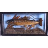 A CASED TAXIDERMY BROWN TROUT, caught in the River Usk in 2006. 58 cm wide.