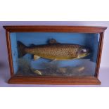 A LATE VICTORIAN TAXIDERMY SPOTTED SALMON OAK DISPLAY by Macleay of Inverness. 62 cm x 40 cm.