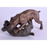 AN EARLY 20TH CENTURY AUSTRIAN COLD PAINTED BRONZE GROUP modelled as attacking hounds. 10 cm wide.