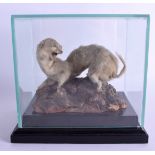 AN EARLY 20TH CENTURY TAXIDERMY STUDY OF AN ALBINO STOAT upon a bark stand. 20 cm x 18.5 cm.
