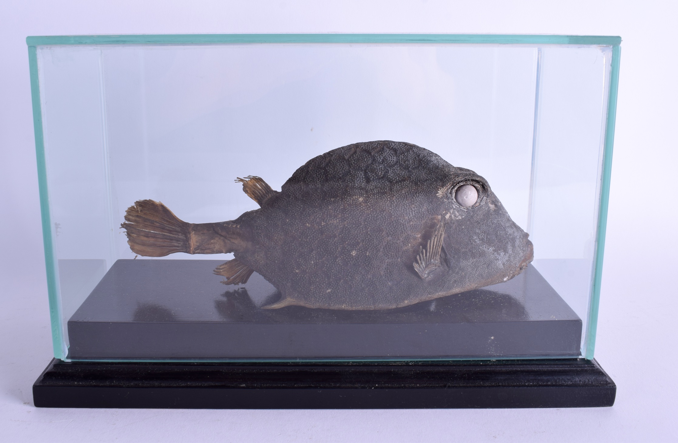 A 19TH CENTURY STUDY OF A BOX FISH from the Ostracidae family. 27.5 cm x 17 cm. - Image 2 of 2