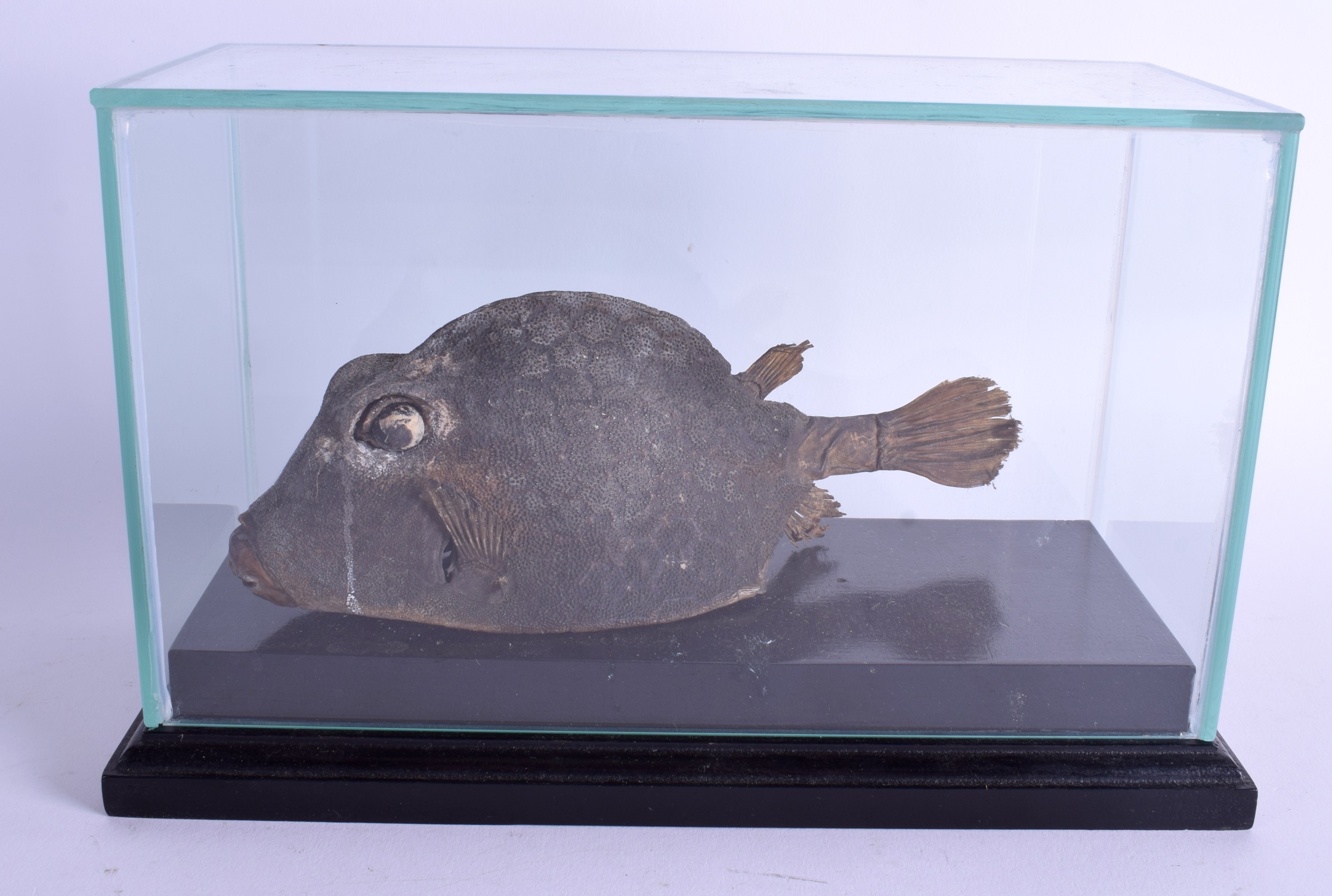 A 19TH CENTURY STUDY OF A BOX FISH from the Ostracidae family. 27.5 cm x 17 cm.