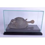 A 19TH CENTURY STUDY OF A BOX FISH from the Ostracidae family. 27.5 cm x 17 cm.