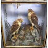 A VICTORIAN TAXIDERMY BIRD GROUP, depicting two birds on a rocky outcrop. 53 cm x 47 cm.