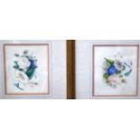 MANNER OF PIERRE JOSEPH REDOUTE (1759-1840) FRAMED PAIR WATERCOLOURS, floral sprays. 17 cm x 20 cm.