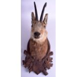 A GOOD 19TH CENTURY BAVARIAN BLACK FOREST TAXIDERMY MOUNTAIN IBEX upon a wooden shield. 62 cm x 28 c