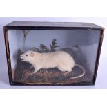 AN EARLY 20TH CENTURY TAXIDERMY STUDY OF AN ALBINO RAT within a naturalistic stetting. 30 cm x 20 cm