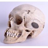 A RARE MEDICAL ANATOMICAL ADAM ROUILLY MODEL OF A SKULL of naturalistic form. 20 cm x 16 cm.