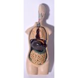 AN UNUSUAL 1970'S STUDENTS ANATOMICAL STUDY MODEL, formed with removable organs. 40 cm high.