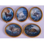 A RARE SET OF FIVE 18TH CENTURY PAINTED IVORY MINIATURES depicting animals and birds within landsca