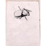 AN UNFRAMED ETCHING OF TAXIDERMY INTEREST, depicting a beetle, signed “David..., 1964”. 15 cm x 10