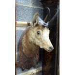 A TAXIDERMY AFRICAN ANTELOPE, mounted upon a carved wooden plaque. 65 cm long.