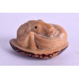 A JAPANESE CARVED NUT HORSE NETSUKE. 5.5 cm x 5 cm.