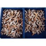 A QUANTITY OF PRE HISTORIC SHARKS TEETH. (qty)