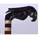 AN EARLY 20TH CENTURY BUFFALO HORN HANDLED WALKING CANE, the terminal in the form of a parrot. 91.5