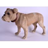 A RARE VICTORIAN BRITISH BULLDOG PULL ALONG TOY with leather collar and hidden wheels under feet. 6