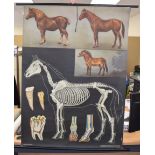A 1950's HORSE ANATOMY HANGING CANVAS SCROLL POSTER, PUBLISHED BY Lehrmitteluerlag Haugemann,