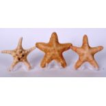 THREE TAXIDERMY STAR FISH, varying form and size. Largest 18 cm wide.