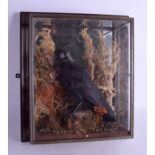 A LATE VICTORIAN/EDWARDIAN TAXIDERMY CROW within a naturalistic surround. 27 cm x 34 cm.