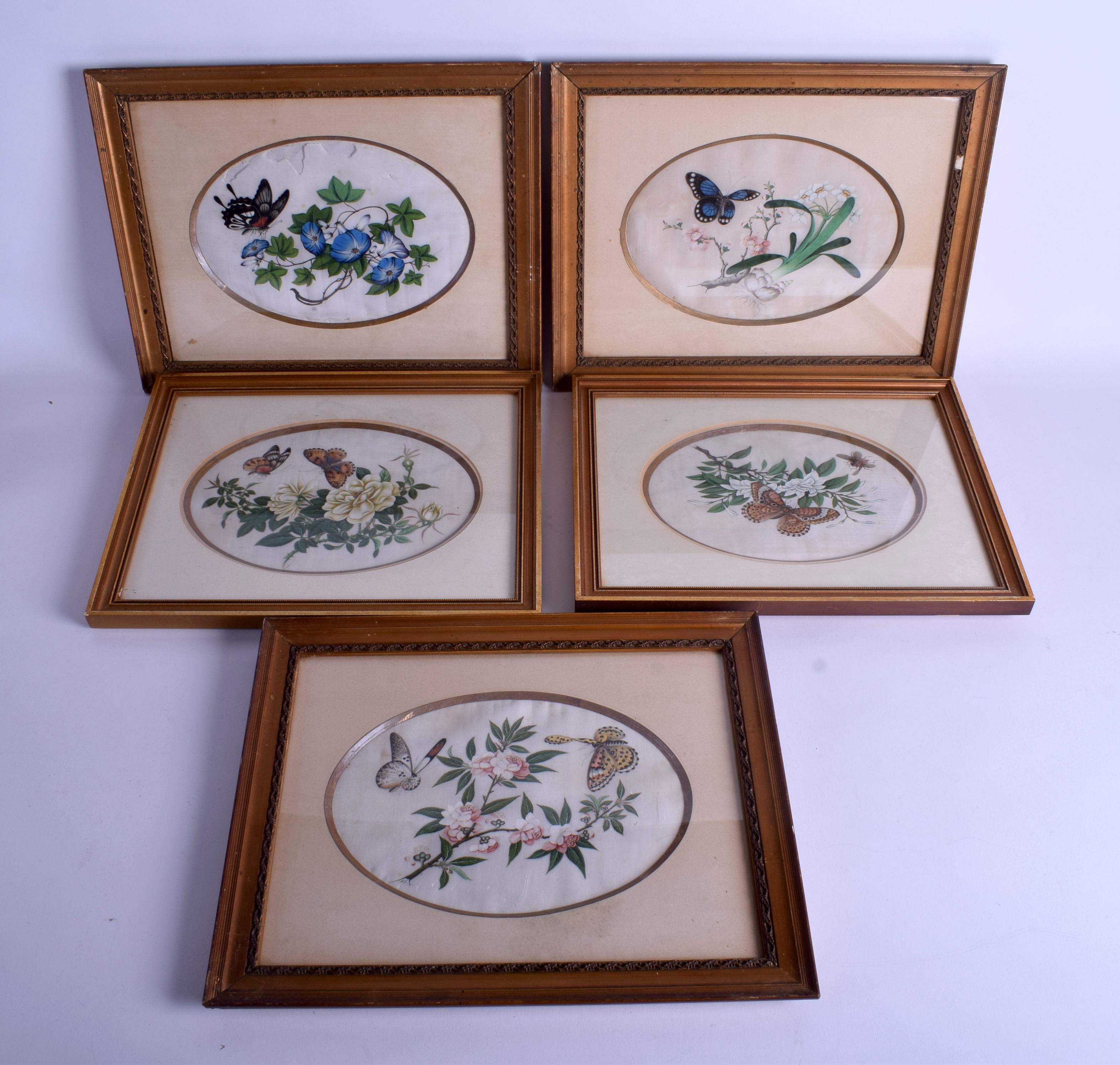 A LARGE SET OF FIVE 19TH CENTURY CHINESE PITH PAPER WATERCOLOURS Qing, depicting insect amongst fol