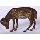 AN EARLY 20TH CENTURY COLD PAINTED FIGURE OF A GAZELLE, formed standing with its head lowered. 5.5