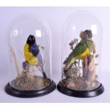 A PAIR OF LATE VICTORIAN/EDWARDIAN TAXIDERMY BIRDS of naturalistic form. Bird 28 cm x 14 cm.