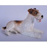 A RARE REG JOHNSON PORCELAIN FIGURINE OF A FOX TERRIER, modelled recumbent. 22 cm wide.