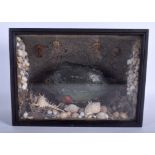 A RARE FRAMED ANTIQUE PUFFER FISH TYPE DIORAMA contained amongst shells and sea horses. 32 cm x 24