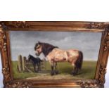 L M WEBB (British) FRAMED OIL ON CANVAS, signed & dated 1884, a standing horse with foal. 30.5 cm x