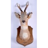 AN EDWARDIAN TAXIDERMY DEER upon an oak shield. 60 cm x 22 cm.