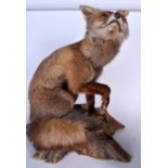 A TAXIDERMY FOX GROUP, modelled upon a naturalistic stump. 59 cm x 41 cm.