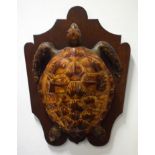 A LARGE VICTORIAN TAXIDERMY GREEN TURTLE SPECIMEN WALL SHIELD of naturalistic form. Turtle 50 cm x