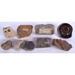 A COLLECTION OF FOSSILS in various forms and sizes. (9)