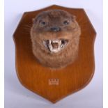 A 1950S TAXIDERMY STOAT RIVER LYNE 16/7/1959. 18 cm x 21 cm.