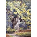 DAFFYD SKATEWOOD (20th century) WELSH FRAMED WATERCOLOUR, a tree in a landscape, unsigned. 33 cm x