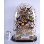 A LARGE VICTORIAN TAXIDERMY EXOTIC BIRD DISPLAY within a glass dome. 48 cm x 25 cm.