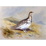 ARCHIBALD THORBURN (1860-1935) FRAMED WATERCOLOUR, signed, “Ptarmigan” In The Highlands. 20.5 cm x
