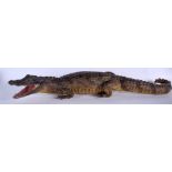 AN EDWARDIAN TAXIDERMY CROCODILE. 82 cm long.