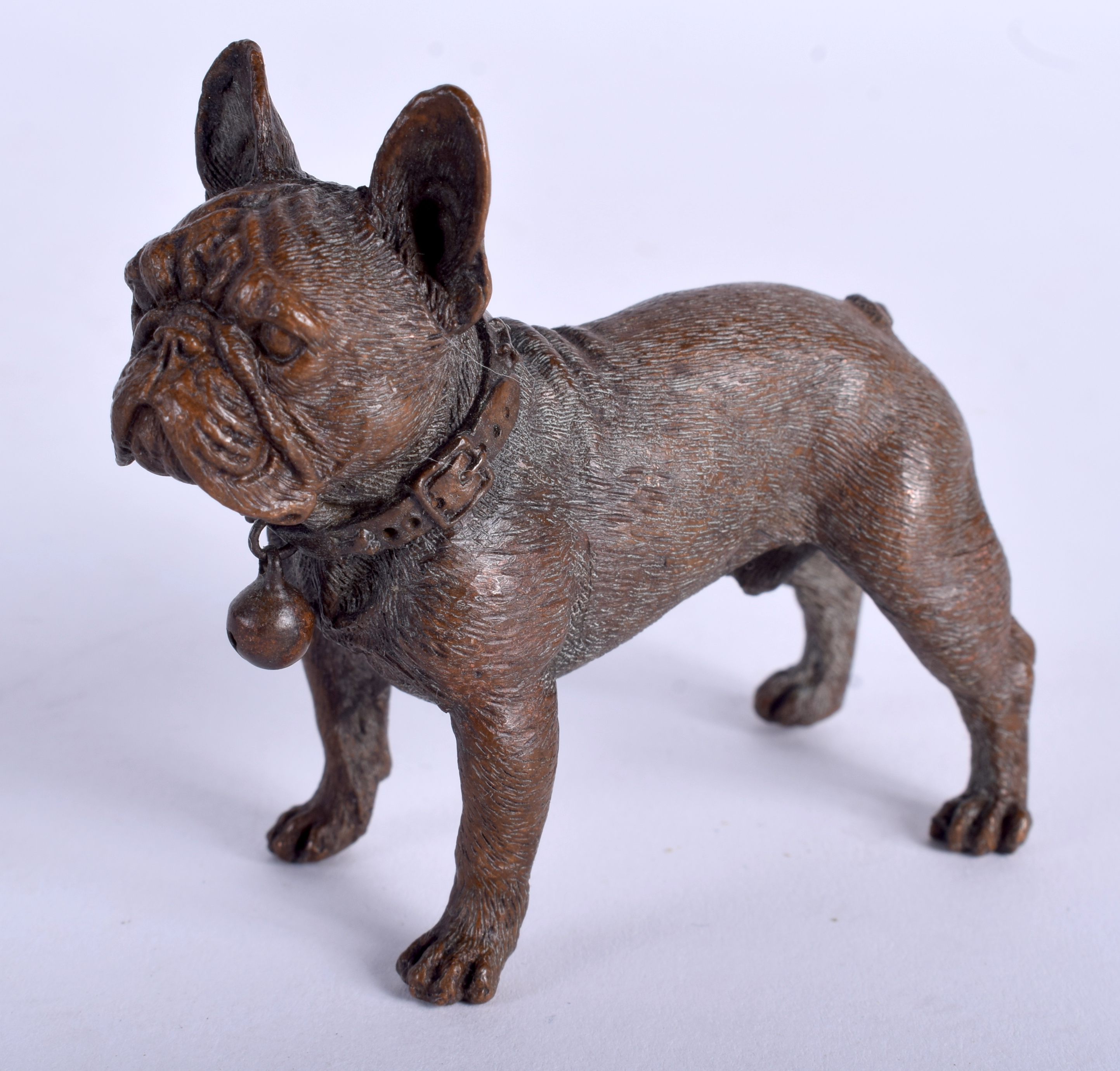 A COLD PAINTED BRONZE BULLDOG. 8 cm x 5 cm.